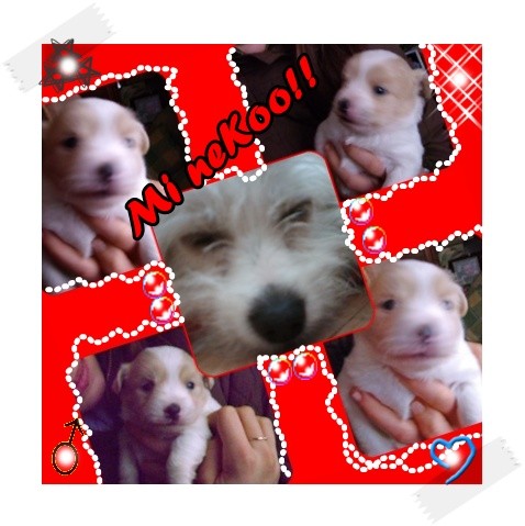 Aqui vemos a mi perro de cachorro y un poco mas mayor.collage! Aqui vemos a mi perro de cachorro y un poco mas mayor.collage!